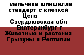 2 мальчика шиншилла стандарт с клеткой › Цена ­ 1 500 - Свердловская обл., Екатеринбург г. Животные и растения » Грызуны и Рептилии   